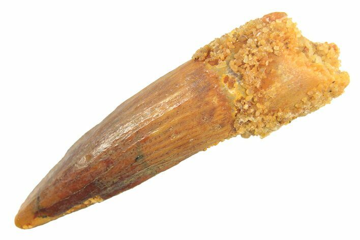 Juvenile Fossil Spinosaurus Tooth - Real Dinosaur Tooth #297327